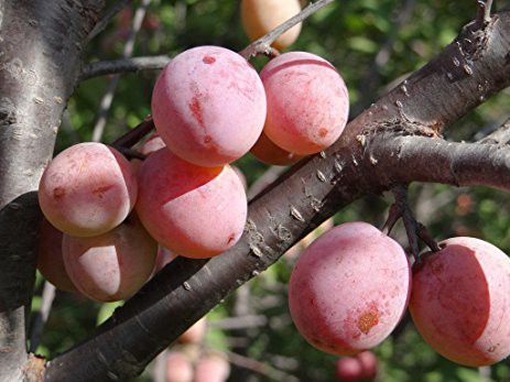 Švestkovišeň americká - Prunus americana