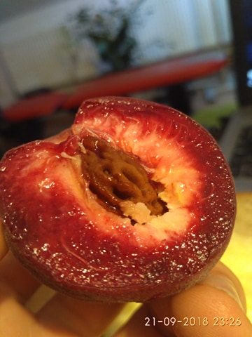 Broskvoň krvavá - Prunus persica