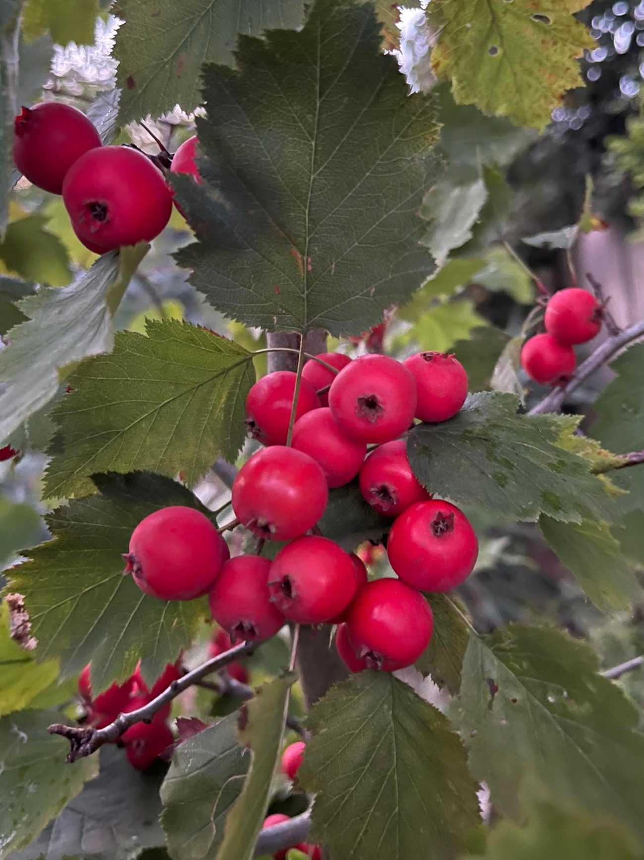 Hloh arnoldův - Crataegus arnoldiana (= C. submollis)