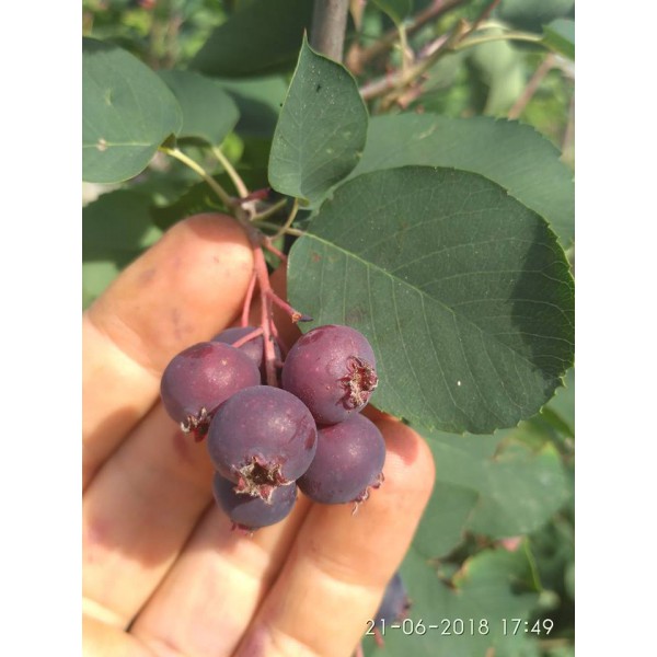 Muchovník olšolistý - Amelanchier alnifolia