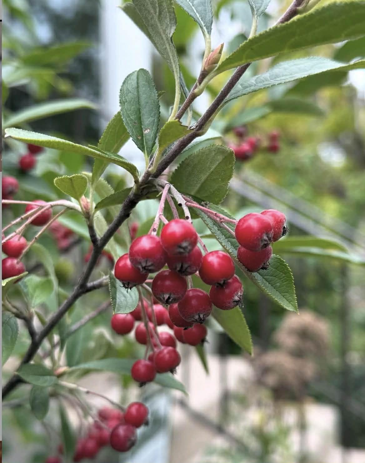 Temnoplodec planikolistý - Aronia arbutifolia