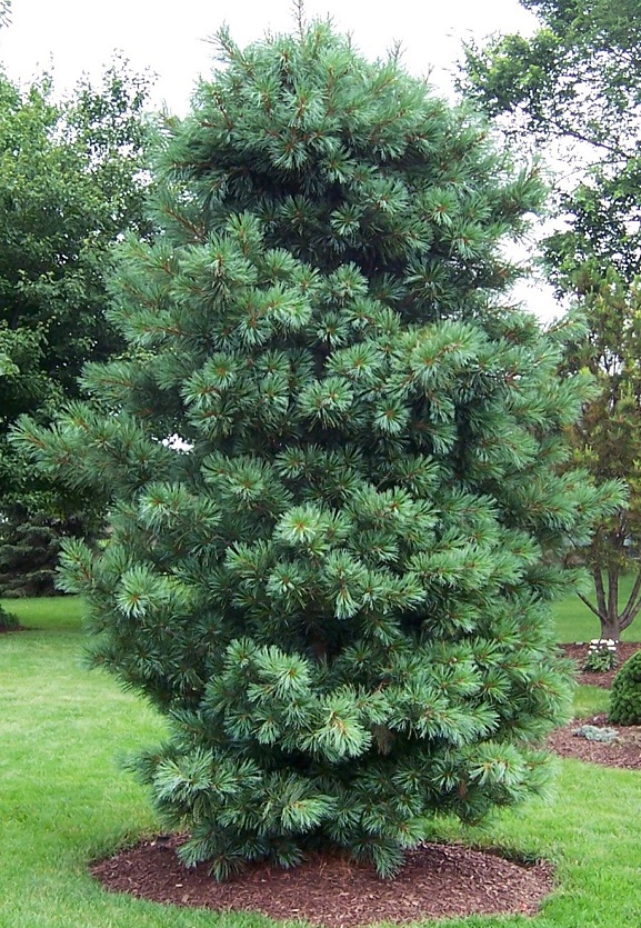 Borovice korejská  - Pinus koraiensis