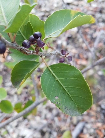 Pepřovec svazčitý, mrazuodolný - Schinus fasciculatus