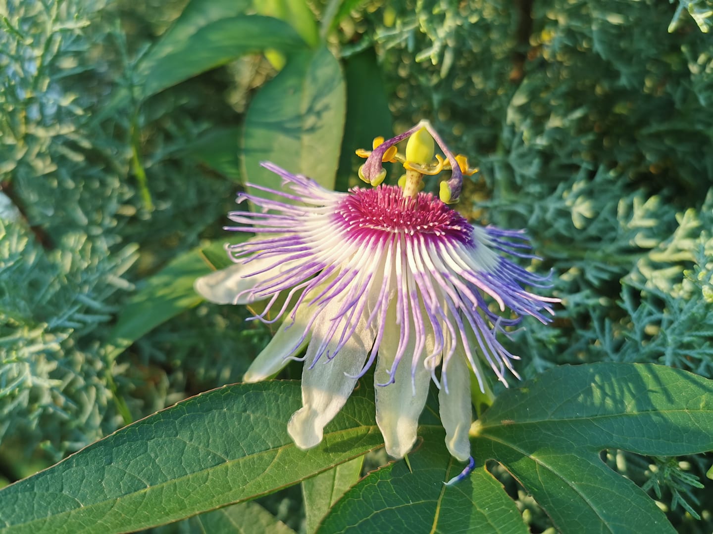 Mučenka pletní x modrá - Passiflora x colvillii (incarnata x caerulea)