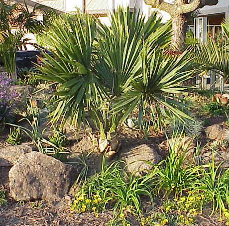 Sabal etonia