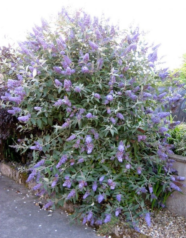 Komule "Lochinch" - Buddleja fallowiana x davidii