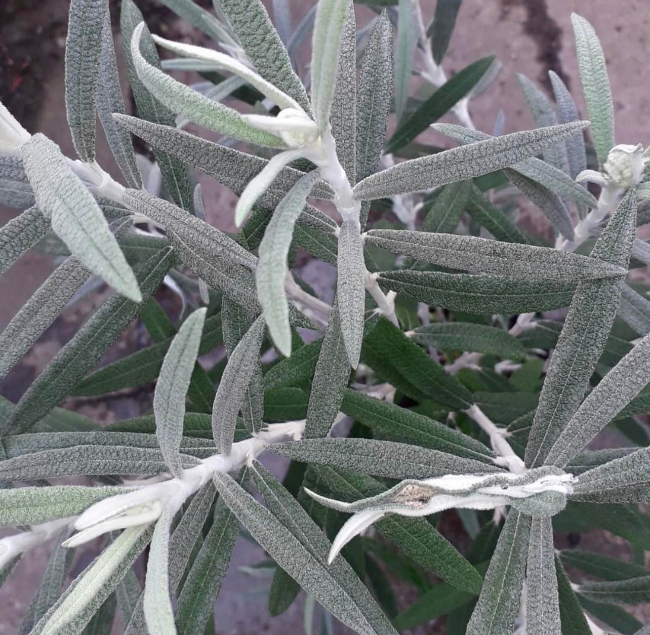 Komule - Buddleja loricata