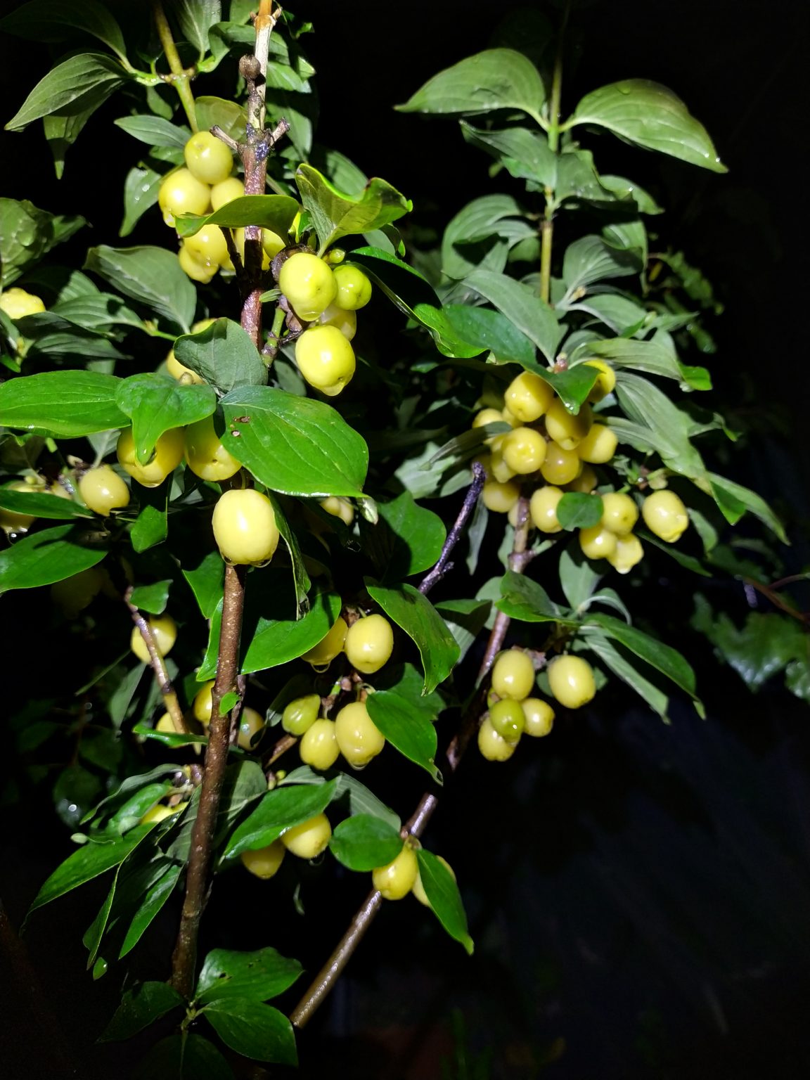 Dřín obecný žlutoplodý - Cornus mas Xanthocarpa, 10 semen
