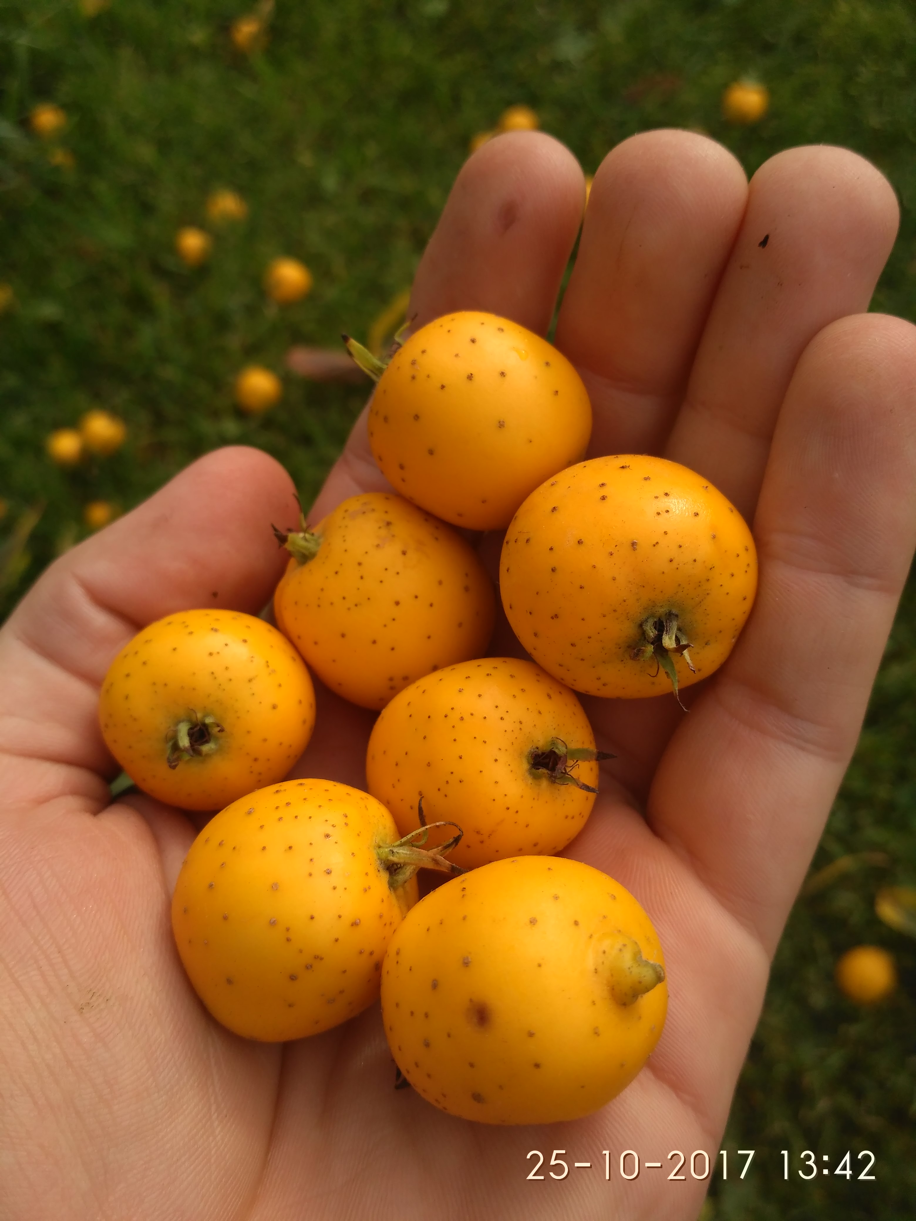 Hloh mexický - Crataegus mexicana Stipulacea, 10 semen