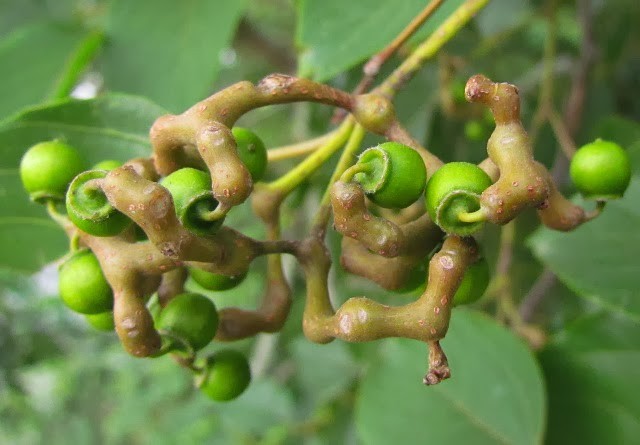 Dužistopka sladká - Hovenia dulcis, 15 semen