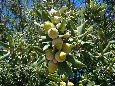Dub cesmínovitý - Quercus ilex