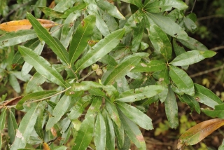 Dub vrbolistý - Quercus phellos