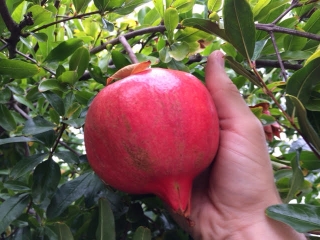 Marhaník granátový "Uzbek" - Punica granatum, 40 cm