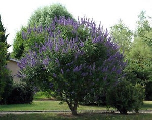 Drmek obecný - Vitex agnus-castus 