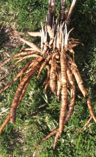 Sium sisarum - sevlák cukrový, vynikající prastará kořenová zelenina, 30 semen