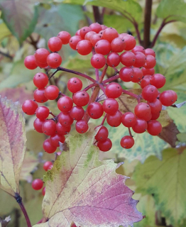 Kalina Sargentova "Onondaga" - Viburnum sargentii