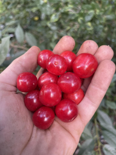 Višeň plstnatá, sem. odrůdy DAMANKA - Prunus tomentosa