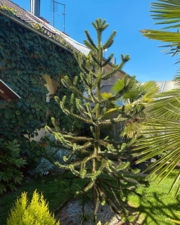 Araucaria araucana - blahočet čilský, tříleté, 25/30 cm