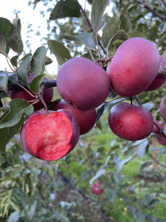 Jabloň krvavá - semenáč odrůdy Almata