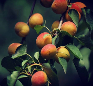 Meruňka z údolí Hunza - Prunus armeniaca 40/50 cm