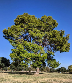 Borovice halepská "Bratislava!"  - Pinus halepensis