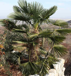 Trachycarpus fortunei "Bulgaria"