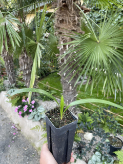 Trachycarpus fortunei x (wagnerianus x nanus)