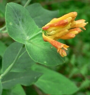 Zimolez brvitý - Lonicera ciliosa