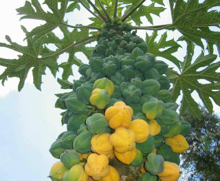 Horská papája - Carica (=Vasconcellea) pubescens