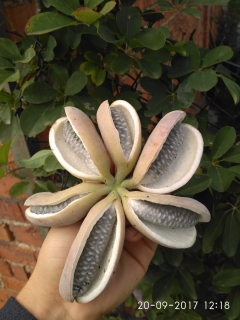 Akébie pětičetná - Akebia quinata, 30 čerstvých semen