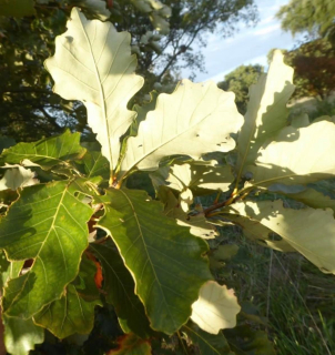 Dub dvoubarvý (jedlý) - Quercus bicolor (Missouri) k2l