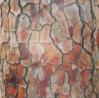Borovice přímořská  - Pinus pinaster
