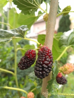 Moruše "Kokuso" - Morus latifolia