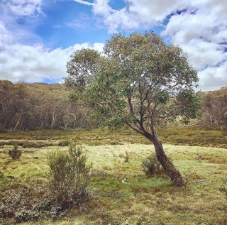 Eucalyptus stellulata 