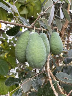 Fejchoa ovocná, semenáč odrůdy Coolidge - Feijoa sellowiana