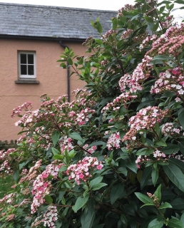 Kalina modroplodá - Viburnum tinus (stálezelená)