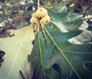 Dub bílý (jedlý) - Quercus alba (Tennessee), k2l