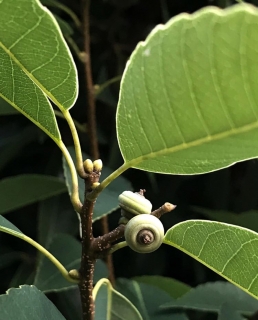 Dub sivý (jedlý) - Quercus (Cyclobalanopsis) glauca