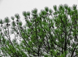 Borovice Massonova  - Pinus massoniana