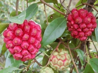 Kadsura - Kadsura coccinea