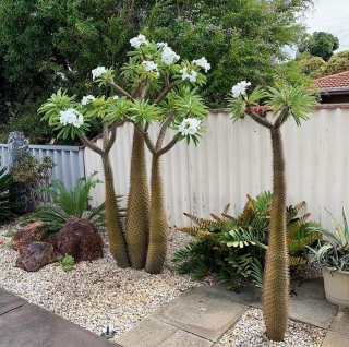 Pachypodium lamerei - Madagaskarská "palma" 