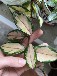 Hoya krimson princess - Řízek