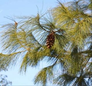Borovice Armandova  - Pinus armandii "oříšková borovice"