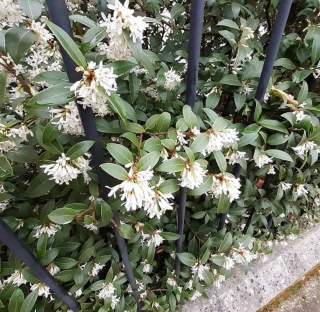 Vonokvětka Burkwoodova - Osmanthus x burkwoodii