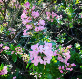 Zábluda - Escallonia × langleyensis 'Apple Blossom'