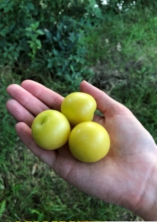 Myrobalán velkoplodý žlutý "CinApple" - Prunus cerasifera 