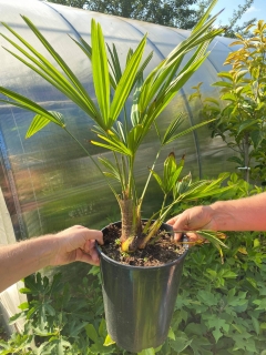 Trachycarpus fortunei Bulgaria "z plantáže" 50/60 cm, kmen 12/20 cm, K7L