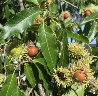Dub nejšpičatější "Gobbler" - Quercus acutissima, 30/50 cm