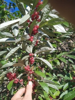 Hlošina okoličnatá, Ruby, sem. - Elaeagnus umbellata 
