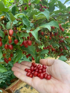 Hlošina mnohokvětá Sweet Scarlet, sem. - Elaeagnus multiflora, Goumi